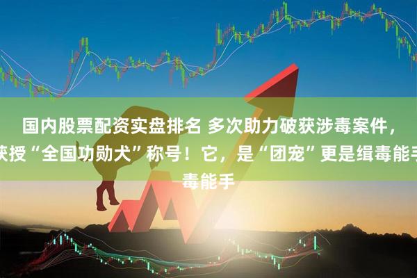 国内股票配资实盘排名 多次助力破获涉毒案件，获授“全国功勋犬”称号！它，是“团宠”更是缉毒能手